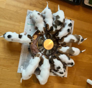 Ge din valp en smart start 